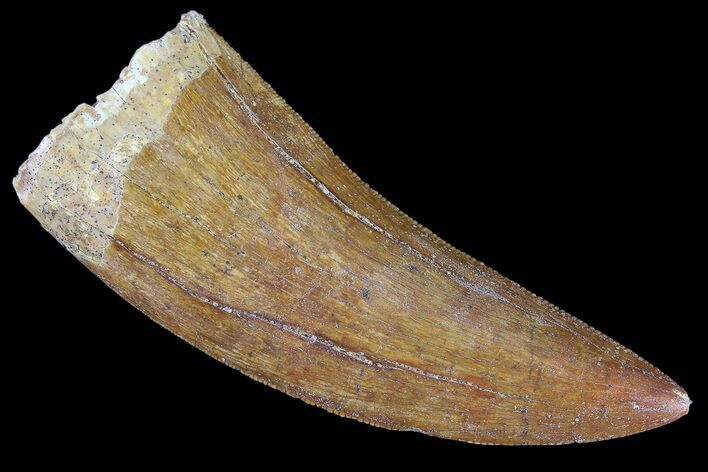 Serrated, Carcharodontosaurus Tooth - Real Dinosaur Tooth #85807